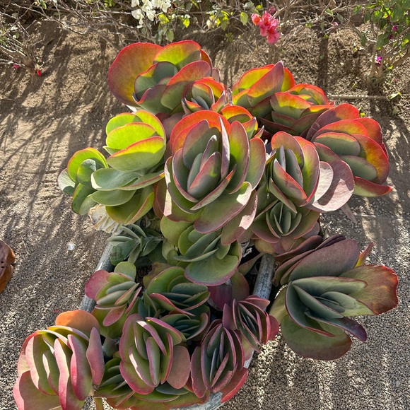 Meet your Posher, Ryan - Picture 4 of 5